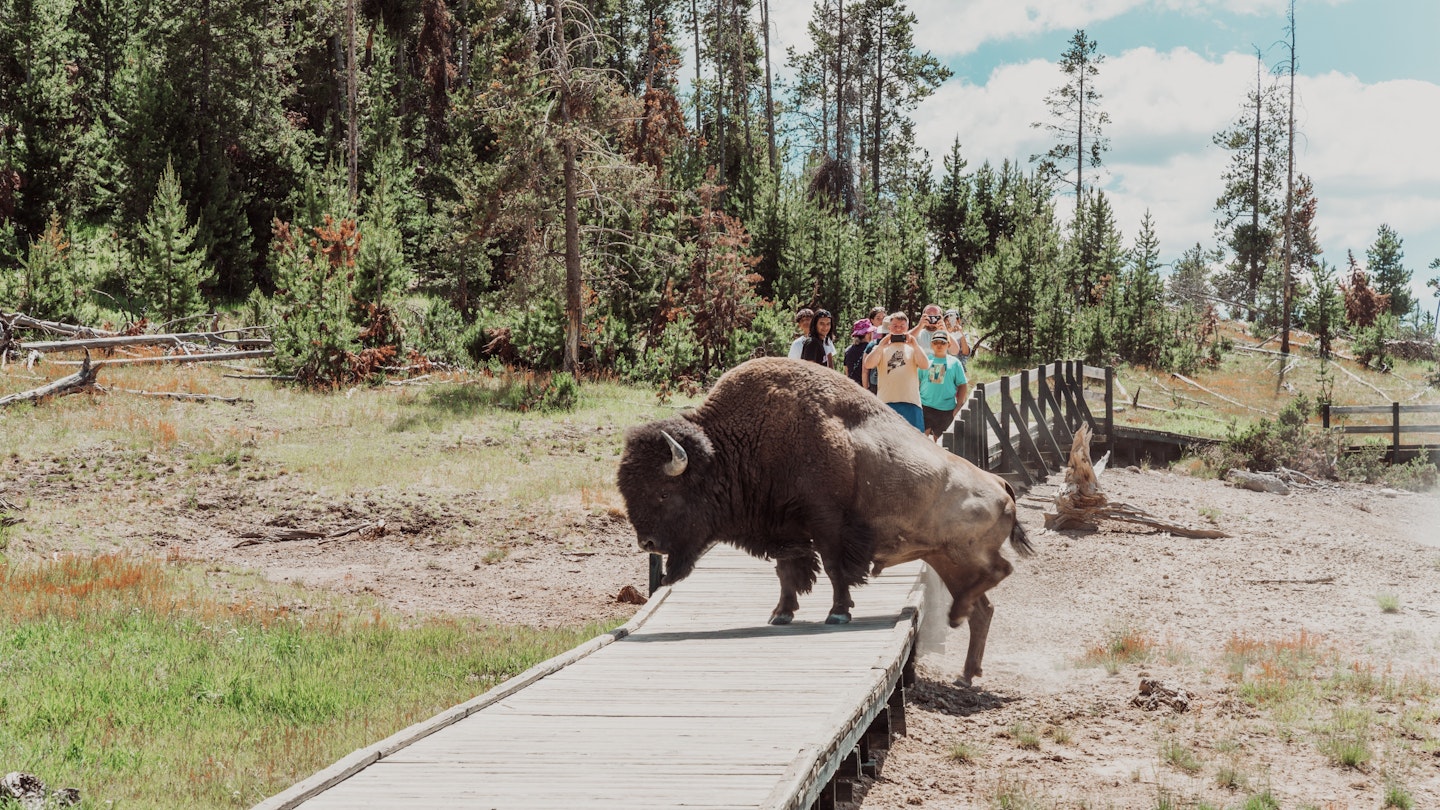 Wyoming, UA - June 28, 2021: Bison walks across a tourist boardwalk path in the mud volcano area of Yellowstone National Park, as tourists take photos
1345389703
DIGITAL ONLY, RFE, iStock, beautiful, bison, buffalo, fumaroles, geological, geothermal, geysers, hikers, landscape, national, scenery, scenic, thermal, tourists, trails, vapor, wildlife, yellowstone, mud volcano, taking photos, united states, Boardwalk, Fir, Person, Tree
Wyoming, USA - June 28, 2021: Bison walks across a tourist boardwalk path in the mud volcano area of Yellowstone National Park, as tourists take photos
1345389703
beautiful, bison, buffalo, fumaroles, geological, geothermal, geysers, hikers, landscape, mud volcano, national, scenery, scenic, taking photos, thermal, tourists, trails, united states, vapor, wildlife, yellowstone
CLEARED FOR DIGITAL USE ONLY